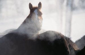 馬の写真